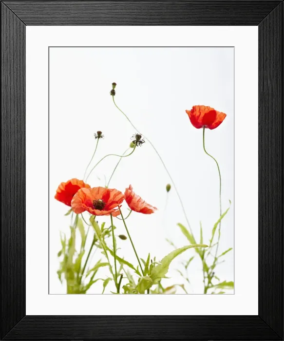 Framed Print : Poppies Framed Print : Poppies