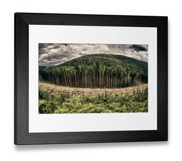 Framed Print : Dark forest