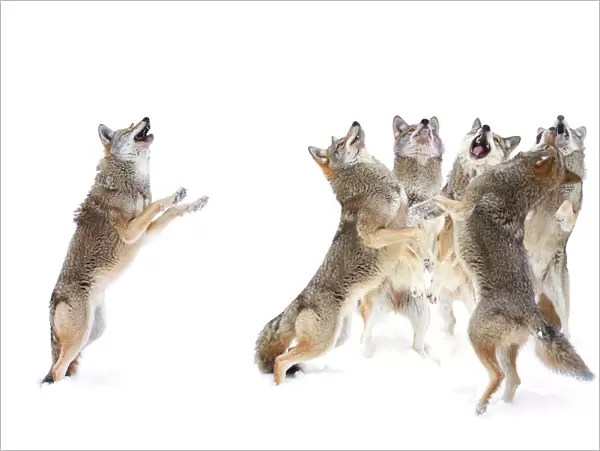Coyote Choir