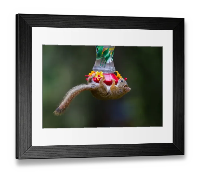 Framed Print : Red squirrel on feeder Framed Print : Red squirrel on feeder