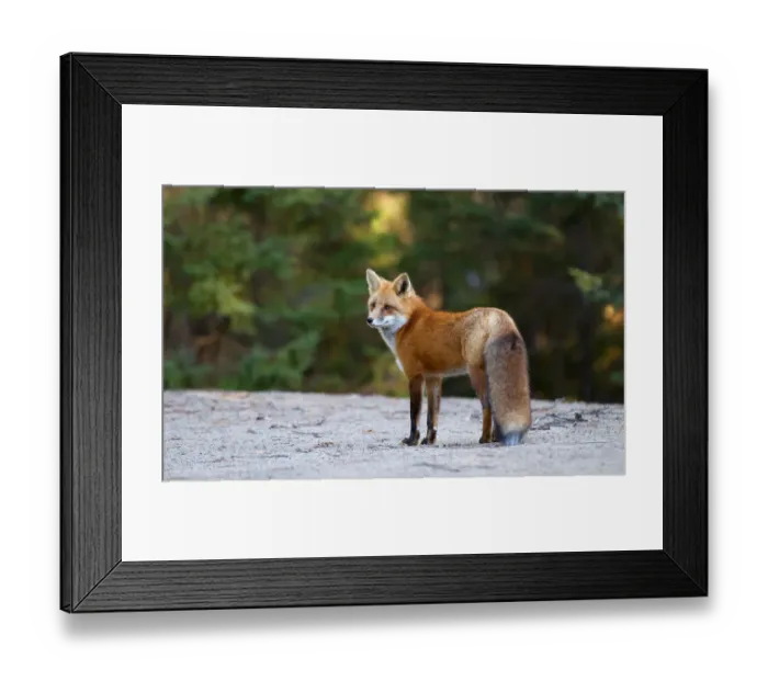 Framed Print : Red Fox in Algonquin Park Framed Print : Red Fox in Algonquin Park