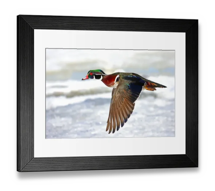 Framed Print : Wood duck takes flight Framed Print : Wood duck takes flight