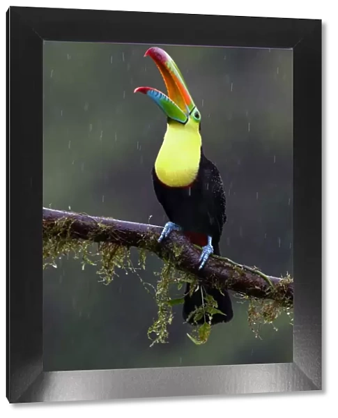 Keel-billed toucan (Ramphastos sulfuratus) - Costa Rica