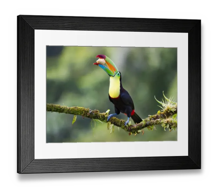 Framed Print : Keel-billed toucan with banana Framed Print : Keel-billed toucan with banana
