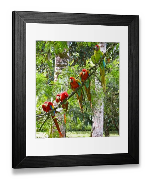 Framed Print : Scarlet Macaws (Ara macao), Costa Rica