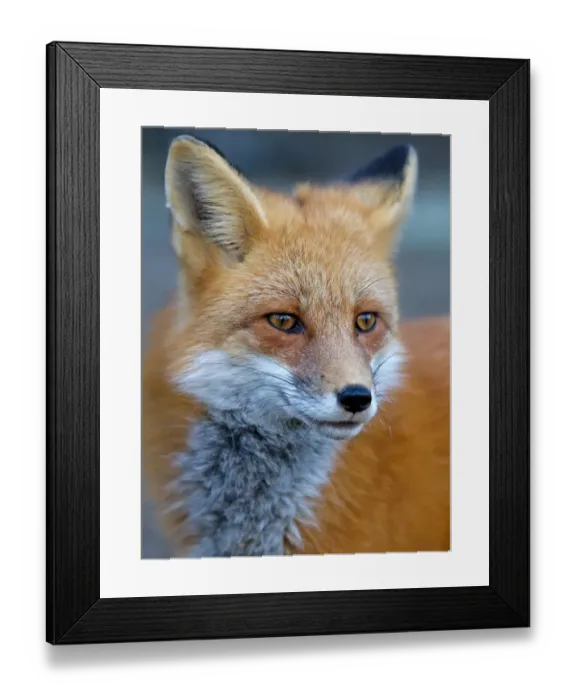 Framed Print : Red Fox Closeup Framed Print : Red Fox Closeup