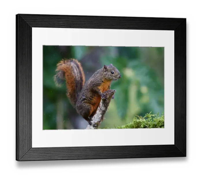 Framed Print : Costa Rican Squirrel