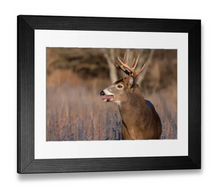 Framed Print : White-tailed buck in rut Framed Print : White-tailed buck in rut