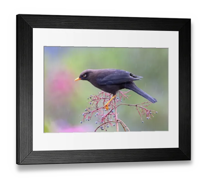 Framed Print : Sooty Thrush (Turdus nigrescens), Costa Rica Framed Print : Sooty Thrush (Turdus nigrescens), Costa Rica