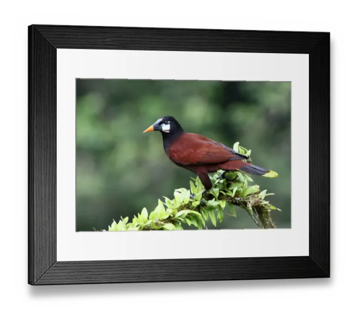 Framed Print : Montezuma Oropendola (Psarocolius montezuma), Costa Rica Framed Print : Montezuma Oropendola (Psarocolius montezuma), Costa Rica