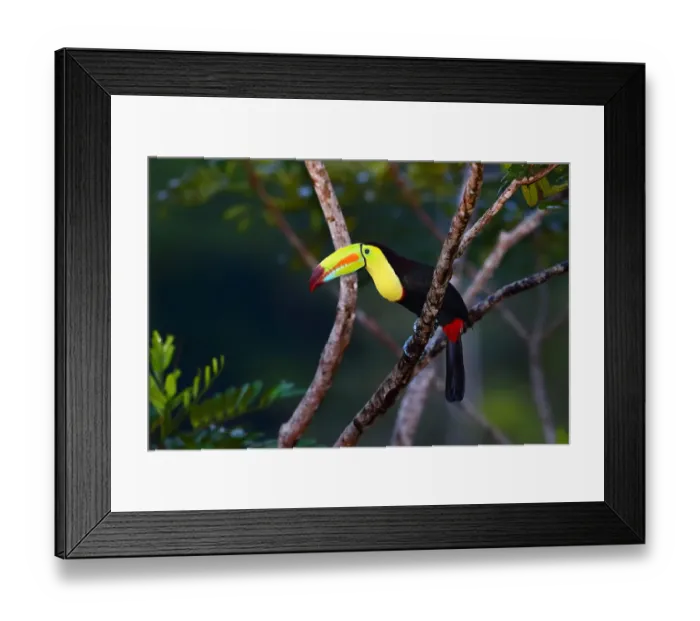 Framed Print : Keel-billed Toucan (Ramphastos sulfuratus) Costa Rica Framed Print : Keel-billed Toucan (Ramphastos sulfuratus) Costa Rica