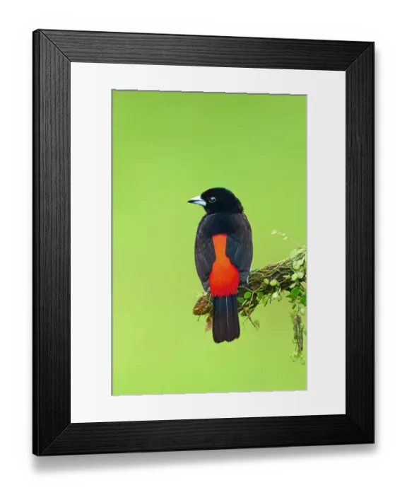 Framed Print : Passerinis Tanager (Ramphocelus passerini) Costa Rica Framed Print : Passerinis Tanager (Ramphocelus passerini) Costa Rica