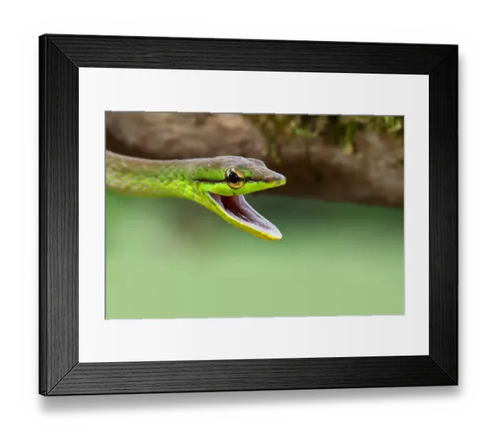 Framed Print : Green parrot snake Framed Print : Green parrot snake