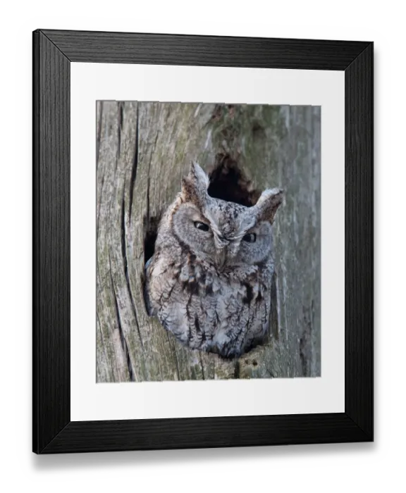 Framed Print : Screech Owl Framed Print : Screech Owl