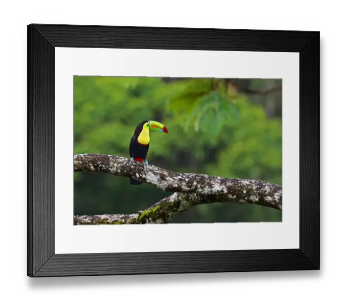 Framed Print : Keel-billed toucan Costa Rica Framed Print : Keel-billed toucan Costa Rica