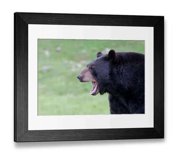 Framed Print : Black bear Framed Print : Black bear