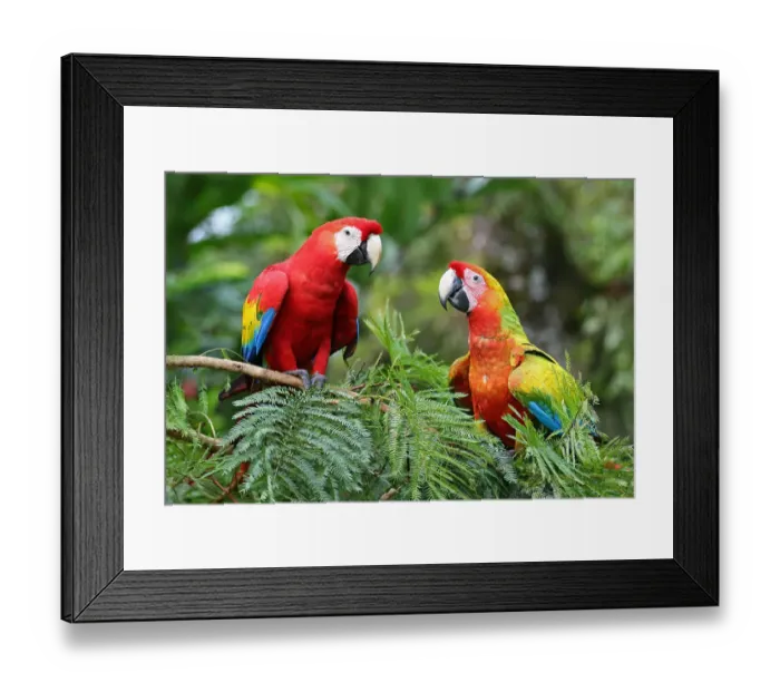 Framed Print : Scarlet Macaws (Ara macao) Costa Rica Framed Print : Scarlet Macaws (Ara macao) Costa Rica