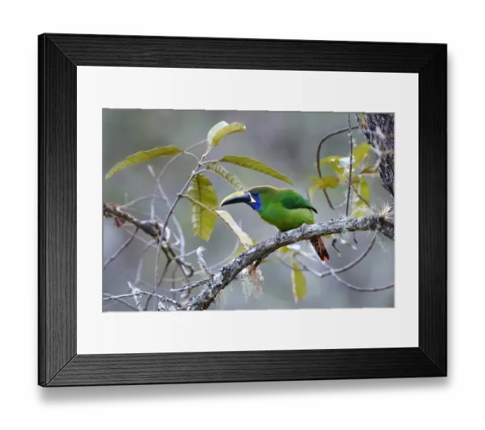 Framed Print : Emerald Toucanet (Aulacorhynchus prasinus) Costa Rica Framed Print : Emerald Toucanet (Aulacorhynchus prasinus) Costa Rica
