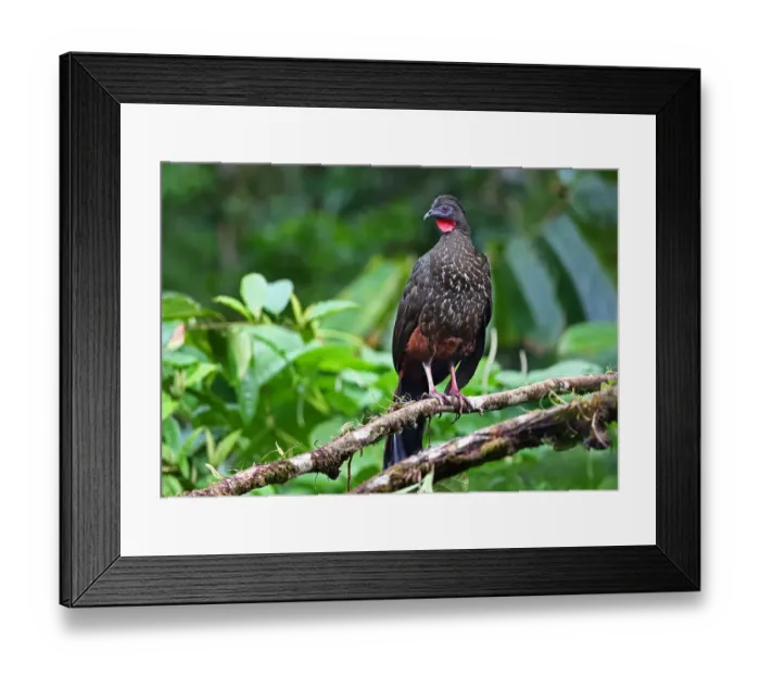 Framed Print : Crested Guan (Penelope purpurascens) Costa Rica Framed Print : Crested Guan (Penelope purpurascens) Costa Rica