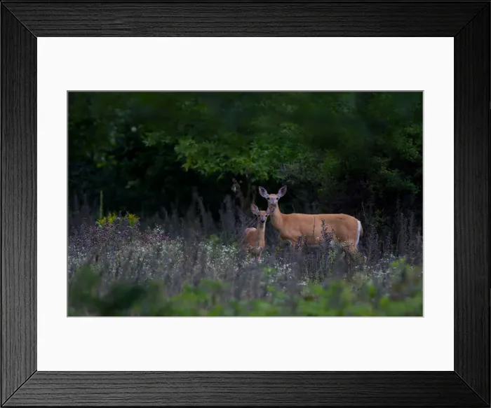 Framed Print : Fawn and doe Framed Print : Fawn and doe