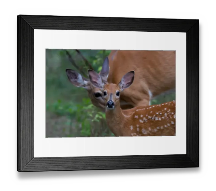 Framed Print : Fawn and doe Framed Print : Fawn and doe
