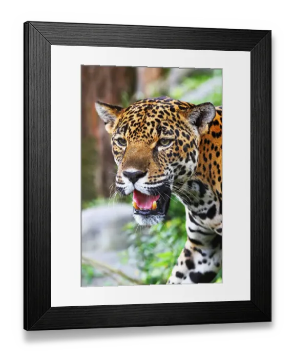 Framed Print : Jaguar in Costa Rica Framed Print : Jaguar in Costa Rica
