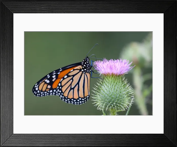 Framed Print : Monarch Butterfly Framed Print : Monarch Butterfly