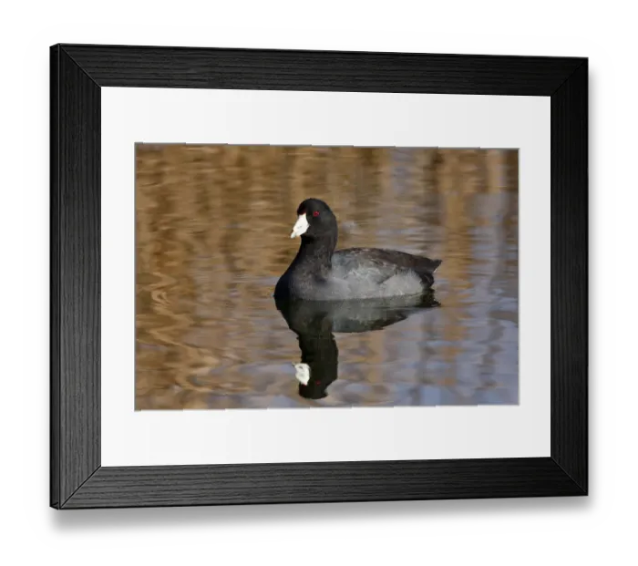 Framed Print : American Coot Framed Print : American Coot