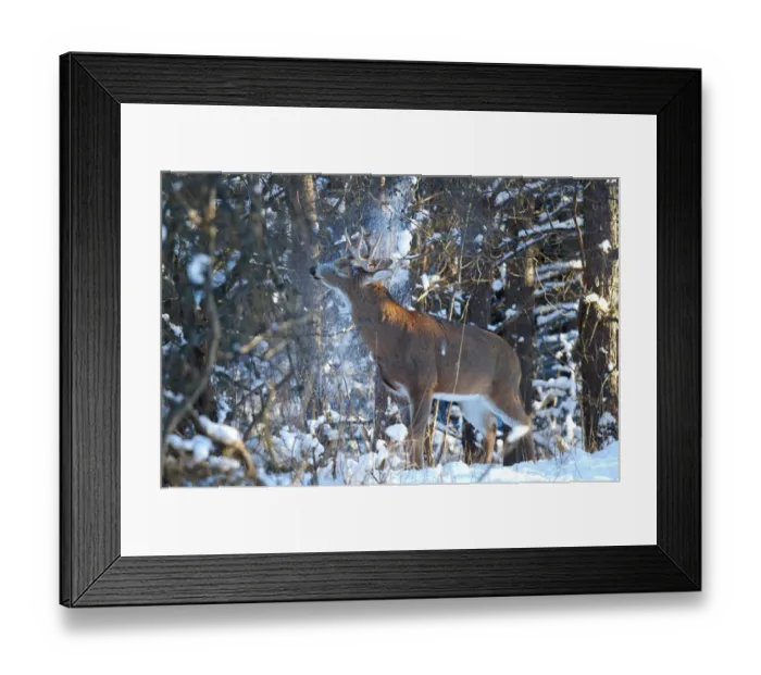 Framed Print : Snow shower deer Framed Print : Snow shower deer