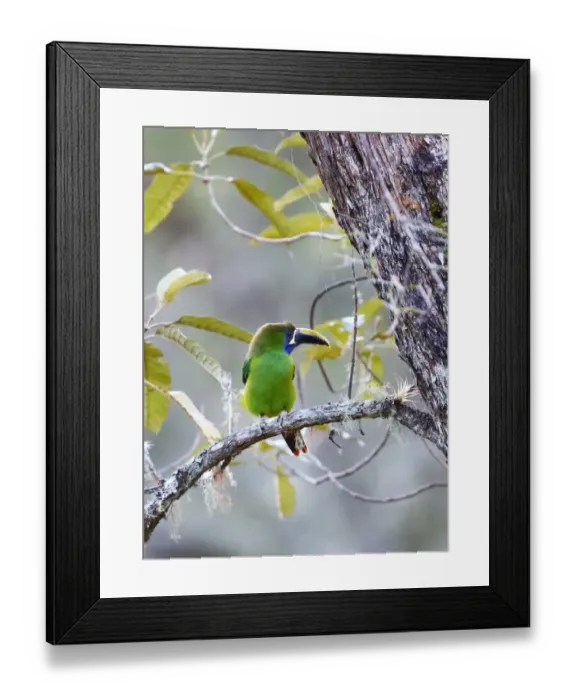 Framed Print : Emerald Toucanet (Aulacorhynchus prasinus) Costa Rica Framed Print : Emerald Toucanet (Aulacorhynchus prasinus) Costa Rica