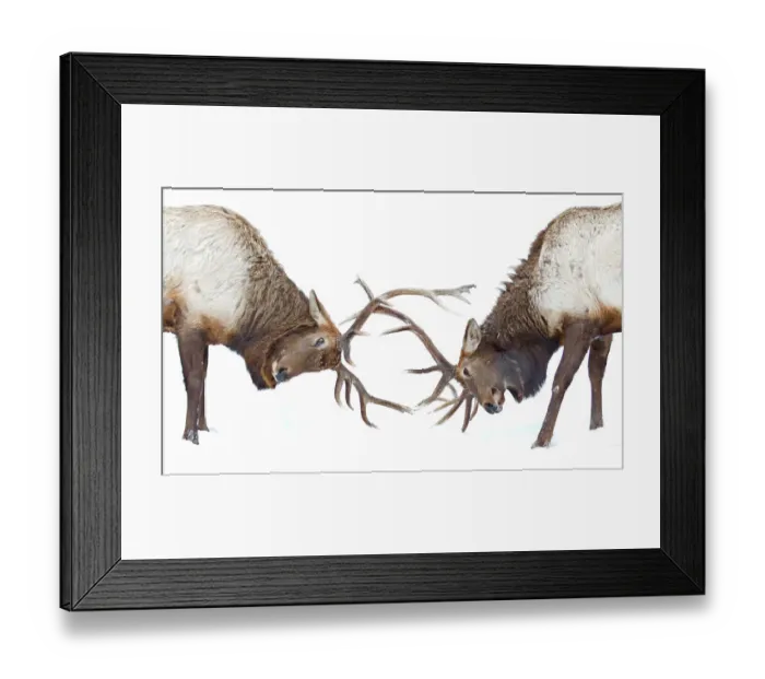 Framed Print : Elk Fighting Framed Print : Elk Fighting