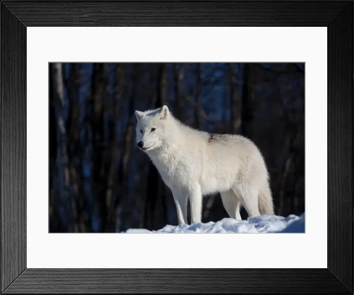 Framed Print : Arctic wolf in winter Framed Print : Arctic wolf in winter