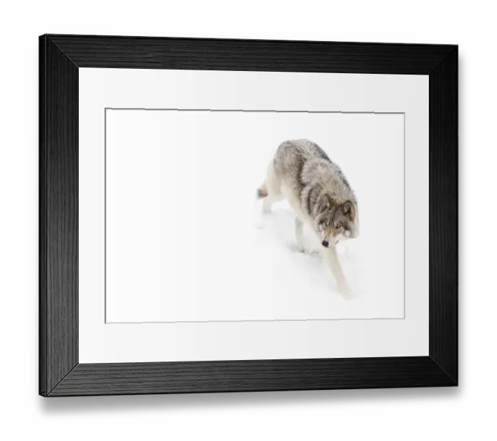 Framed Print : Timber Wolf in winter Framed Print : Timber Wolf in winter