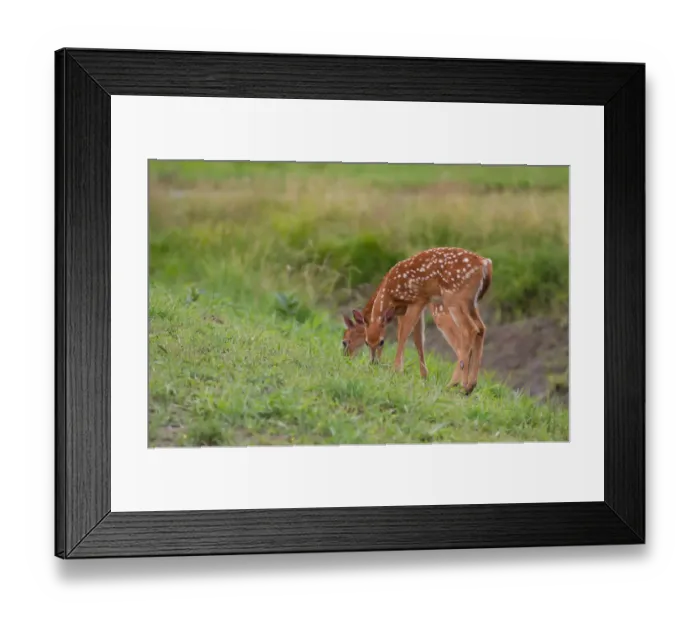 Framed Print : Twin white-tailed deer fawns Framed Print : Twin white-tailed deer fawns