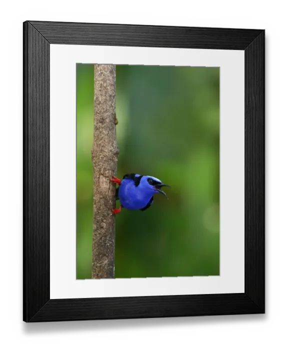 Framed Print : Red-legged Honeycreeper (Cyanerpes cyaneus) Costa Rica Framed Print : Red-legged Honeycreeper (Cyanerpes cyaneus) Costa Rica