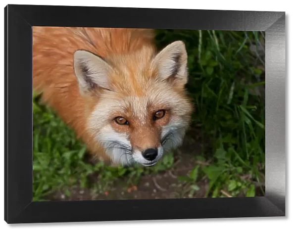 Red fox looking at camera
