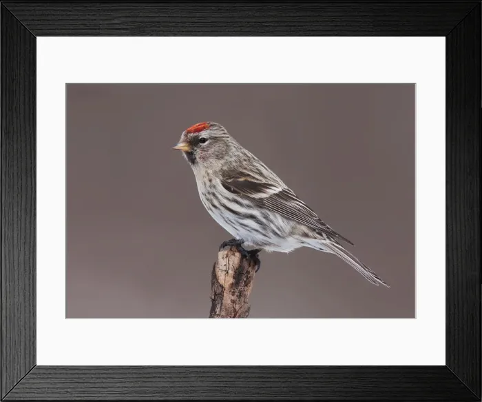 Framed Print : Redpoll in winter Framed Print : Redpoll in winter