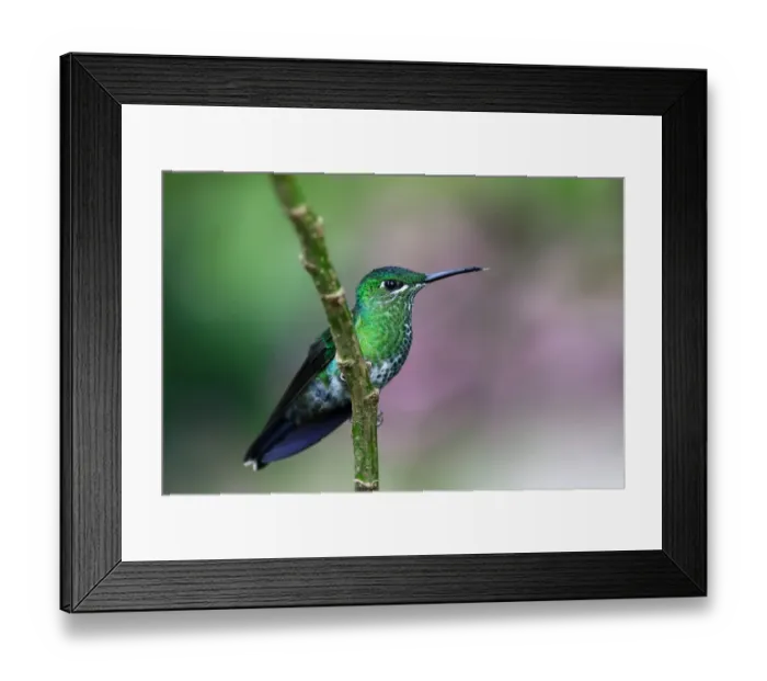 Framed Print : Green crowned brilliant hummingbird (Heliodoxa jacula) Costa Rica Framed Print : Green crowned brilliant hummingbird (Heliodoxa jacula) Costa Rica