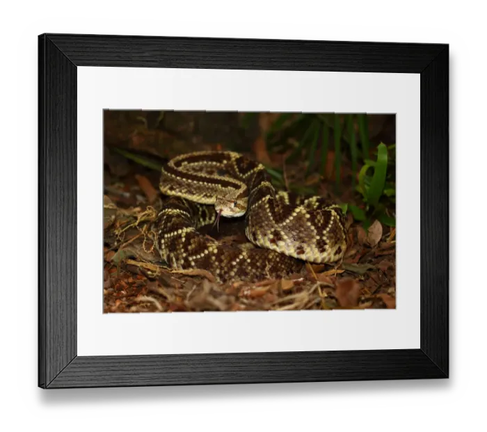 Framed Print : Fer-de-Lance (Bothrops atrox) Costa Rica Framed Print : Fer-de-Lance (Bothrops atrox) Costa Rica