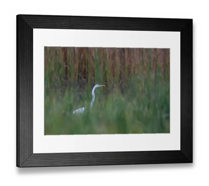 Framed Print : Great egret in marsh Framed Print : Great egret in marsh