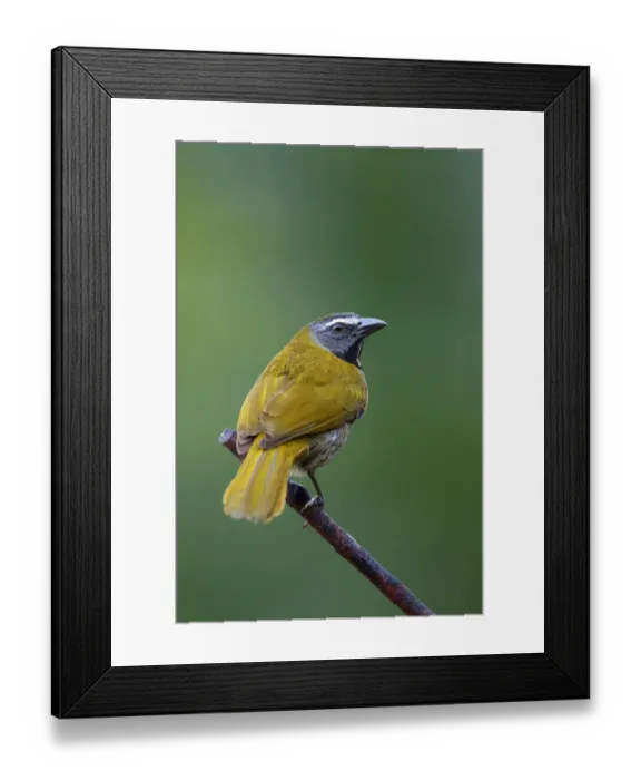 Framed Print : Buff-throated Saltator (Saltator maximus) Costa Rica Framed Print : Buff-throated Saltator (Saltator maximus) Costa Rica