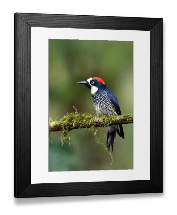 Framed Print : Acorn Woodpecker (Melanerpes formicivorus) Costa Rica Framed Print : Acorn Woodpecker (Melanerpes formicivorus) Costa Rica