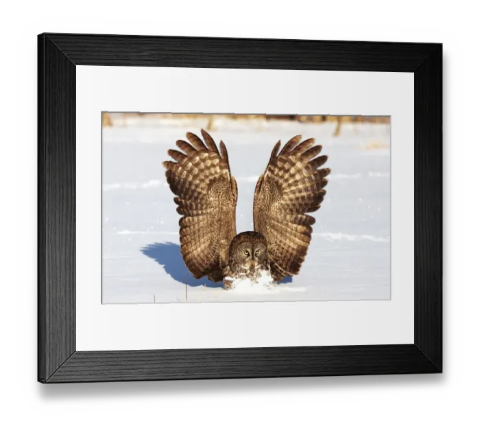 Framed Print : Great Grey Owl in winter Framed Print : Great Grey Owl in winter