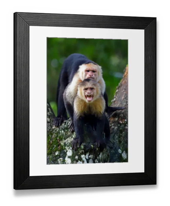 Framed Print : Capuchin monkey photobomb Framed Print : Capuchin monkey photobomb