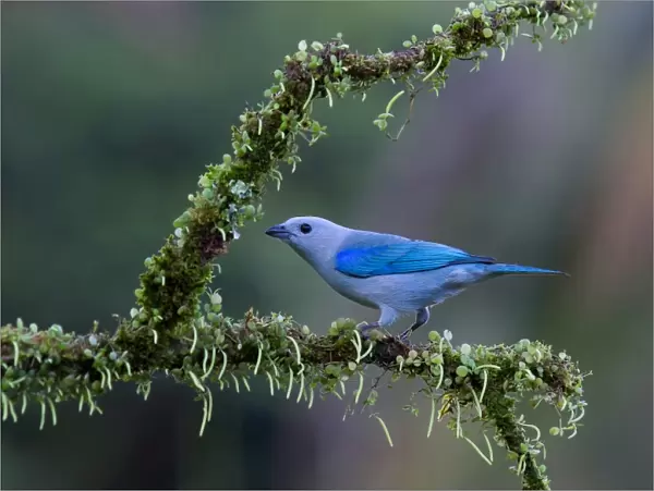 Blue-gray Tanager (Thraupis episcopus), Costa Rica