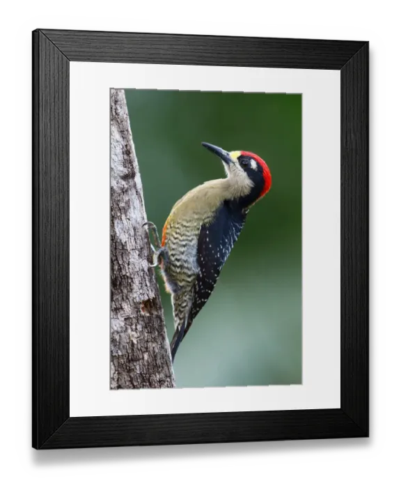 Framed Print : Black-cheeked woodpecker (Melanerpes pucherani) Costa Rica Framed Print : Black-cheeked woodpecker (Melanerpes pucherani) Costa Rica
