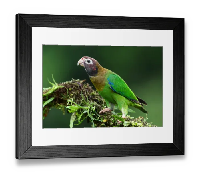 Framed Print : Brown-hooded parrot (Pyrilia haematotis) Costa Rica Framed Print : Brown-hooded parrot (Pyrilia haematotis) Costa Rica