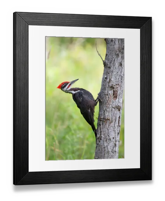 Framed Print : Pileated Woodpecker Framed Print : Pileated Woodpecker