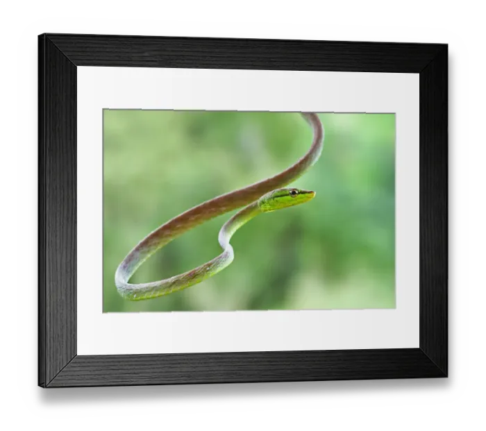 Framed Print : Green Parrot snake in Costa Rica Framed Print : Green Parrot snake in Costa Rica