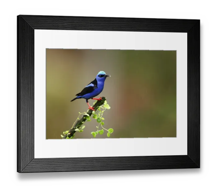 Framed Print : Red-legged Honeycreeper (Cyanerpes cyaneus) Framed Print : Red-legged Honeycreeper (Cyanerpes cyaneus)